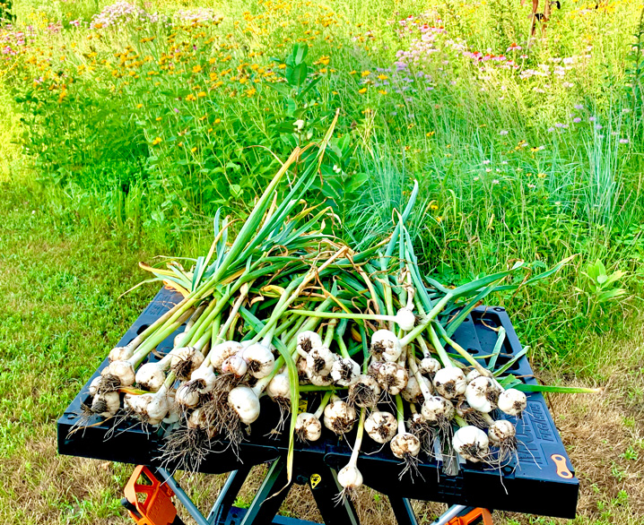 Garlic_2020_0711.jpg