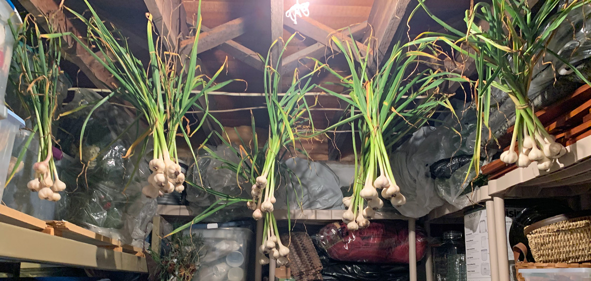 Garlic_drying_2020_0711.jpg