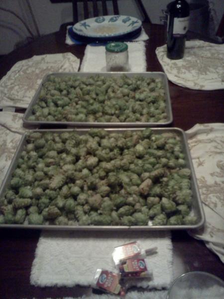 Hops from the Garden.jpg