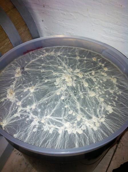 pellicle_barryvonroy.jpg