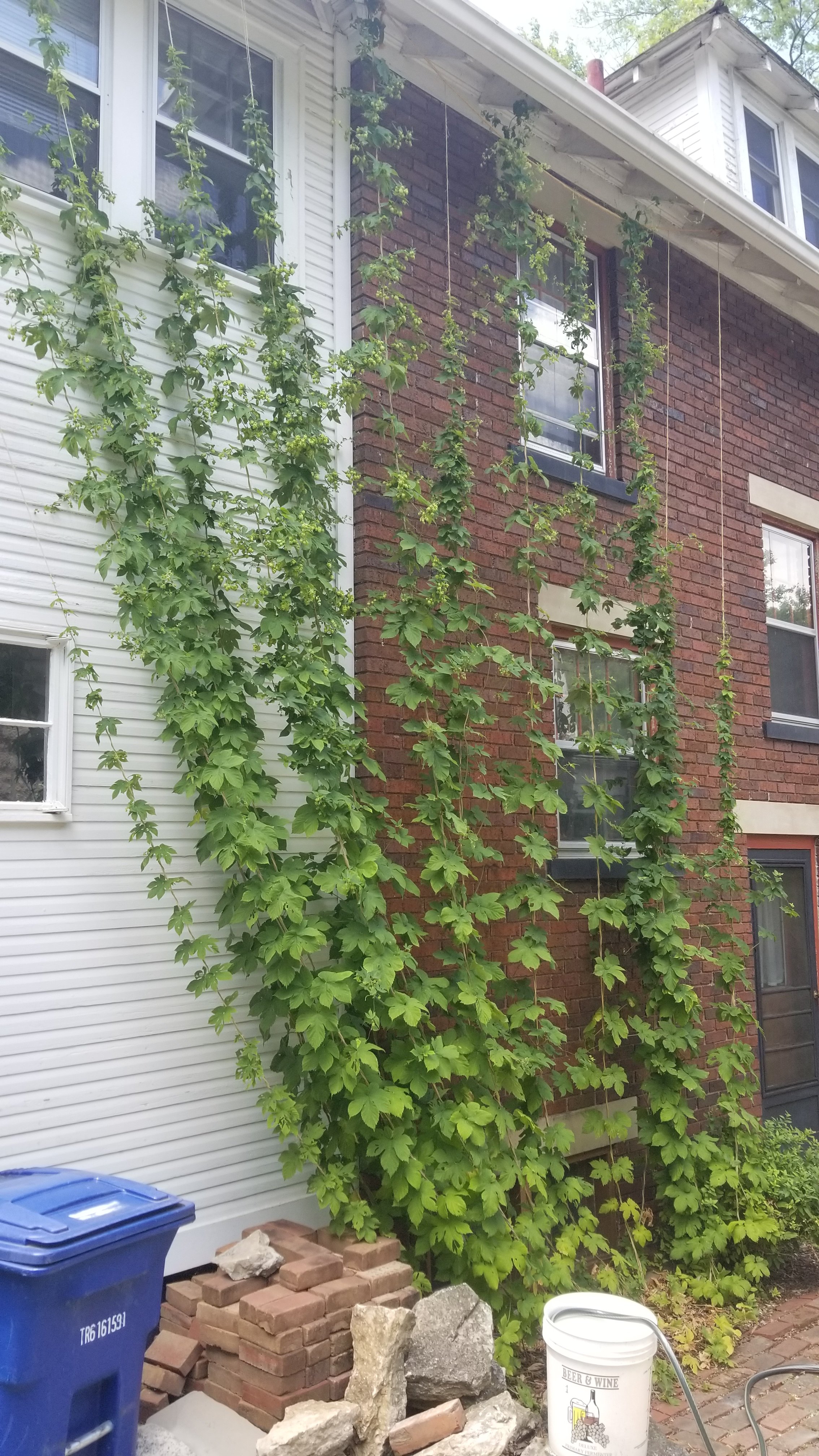 columbus_hops_jul2020.jpg