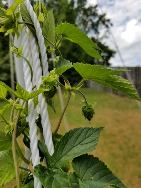 Columbus Hops-1.jpg