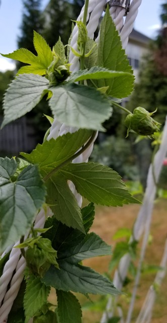 Columbus Hops-2.jpg