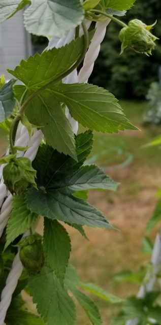 Columbus Hops-3.jpg