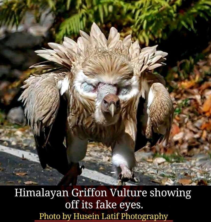 Vulture.png