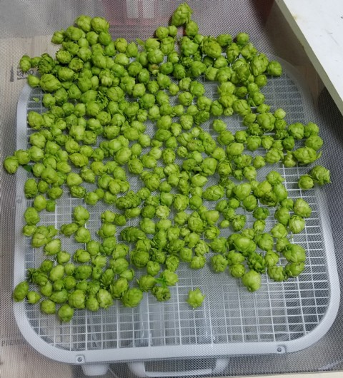 Hops Drying.jpg