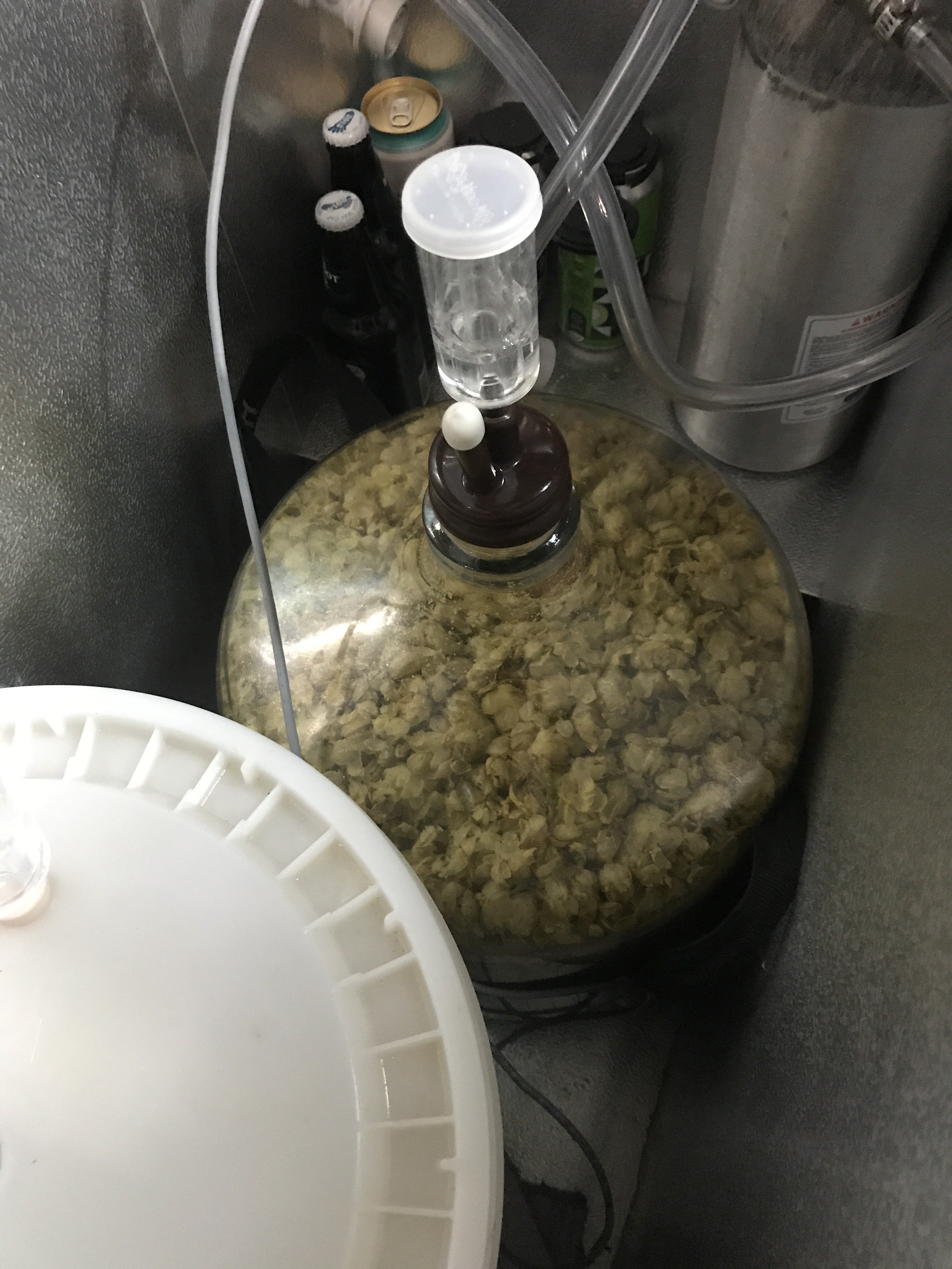 Hops.JPG