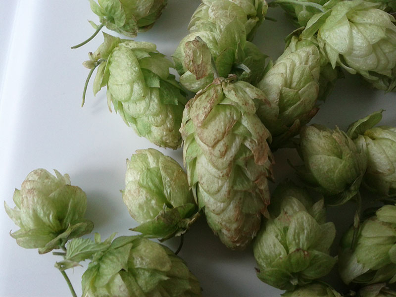 hop-harvest-1.jpg