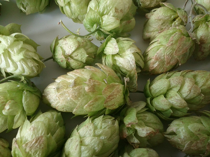 hop-harvest-2.jpg