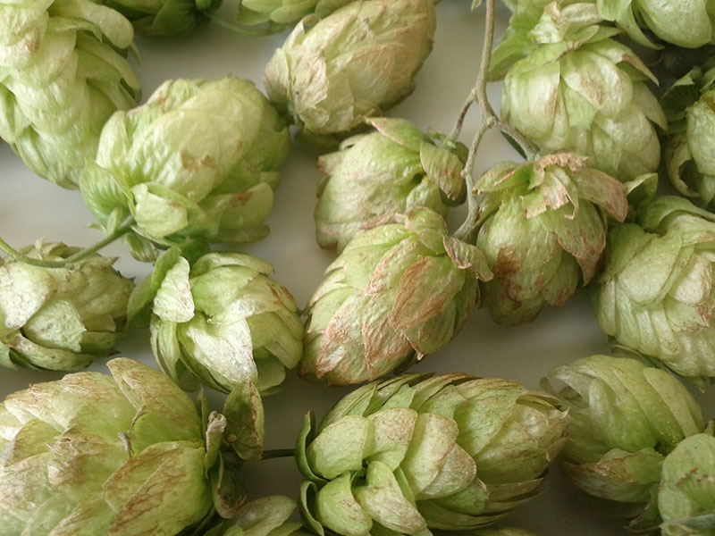 hop-harvest-3.jpg
