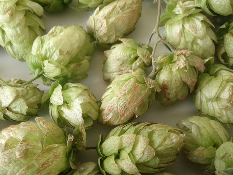 hop-harvest-3.jpg