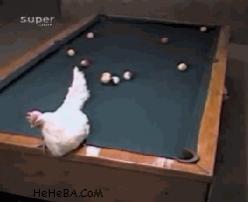 chickenpool..jpg