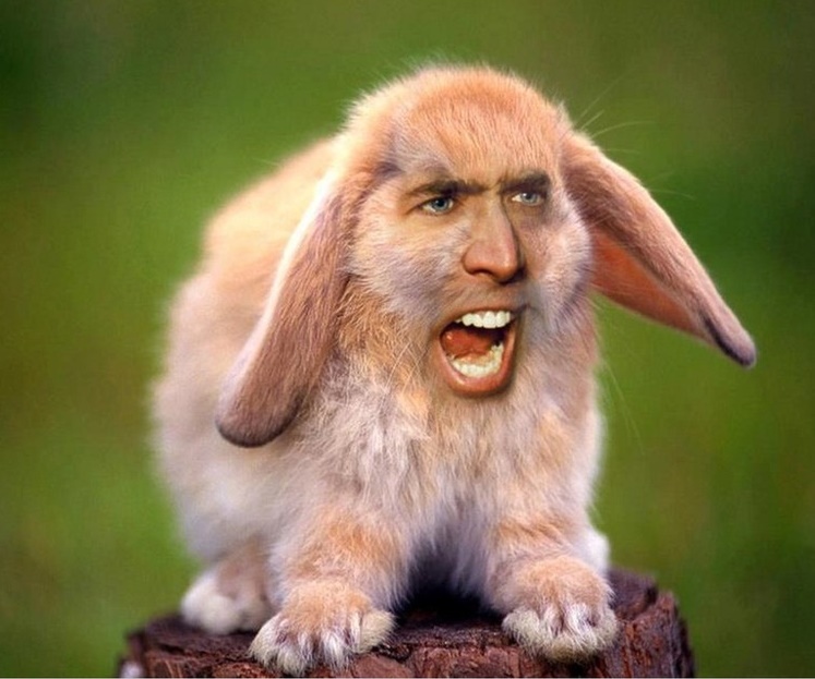 rabbit nic cage.jpg