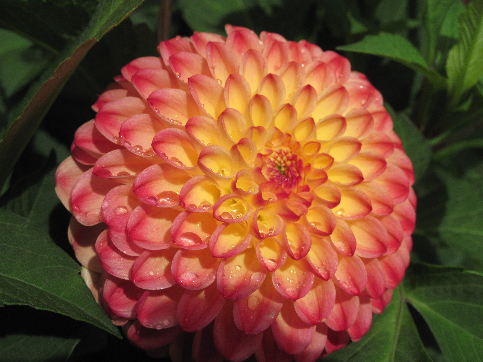 Christchurchflower.JPG