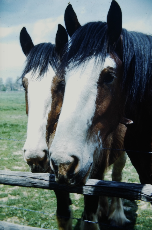 Clydesdales 1967.png