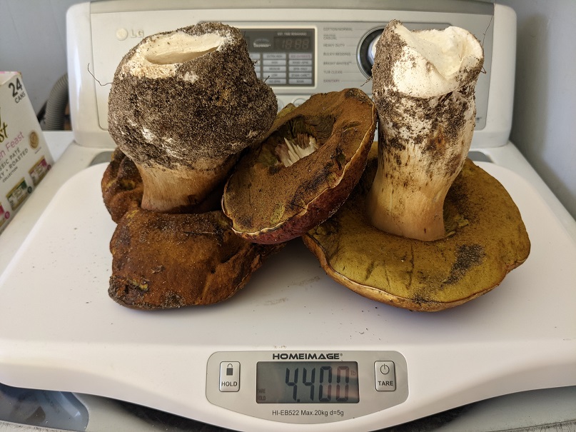 4.4lbs of porcini.jpg