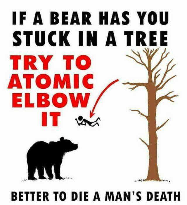 If A Bear Has You Stuck In A Tree.jpg