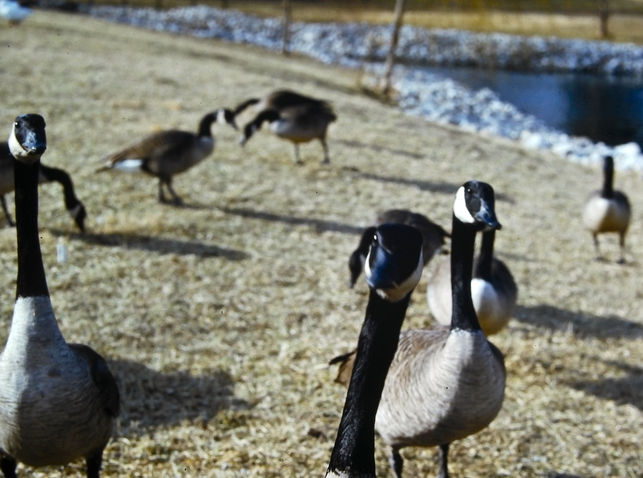 Des Peres Park, 1990.png