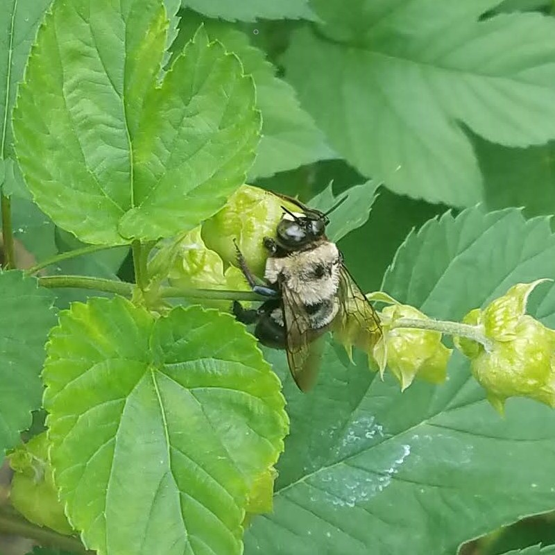 Bee on Hops.jpg