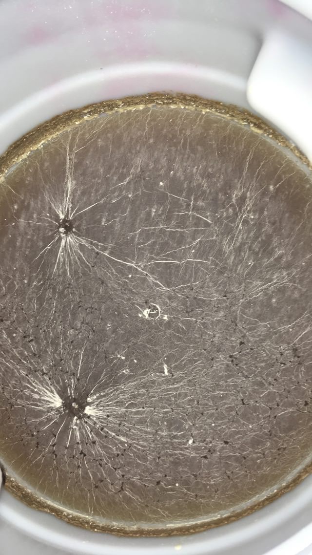 infected beer.jpg