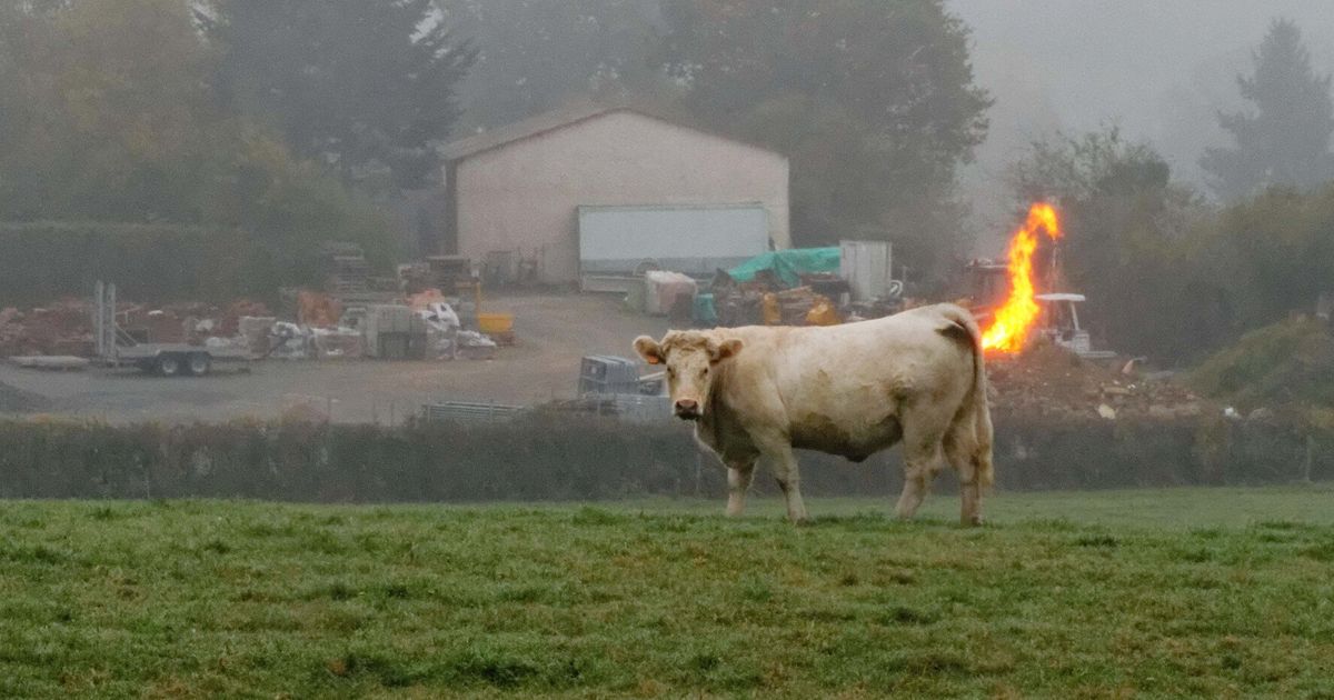 cow fart.jpeg