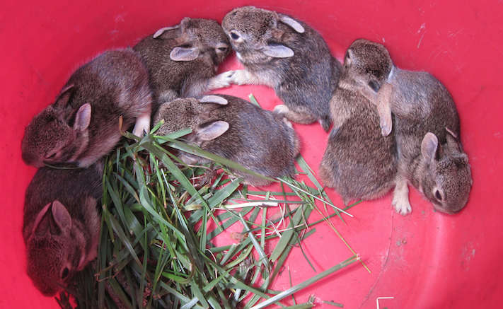 eight bunnies.png