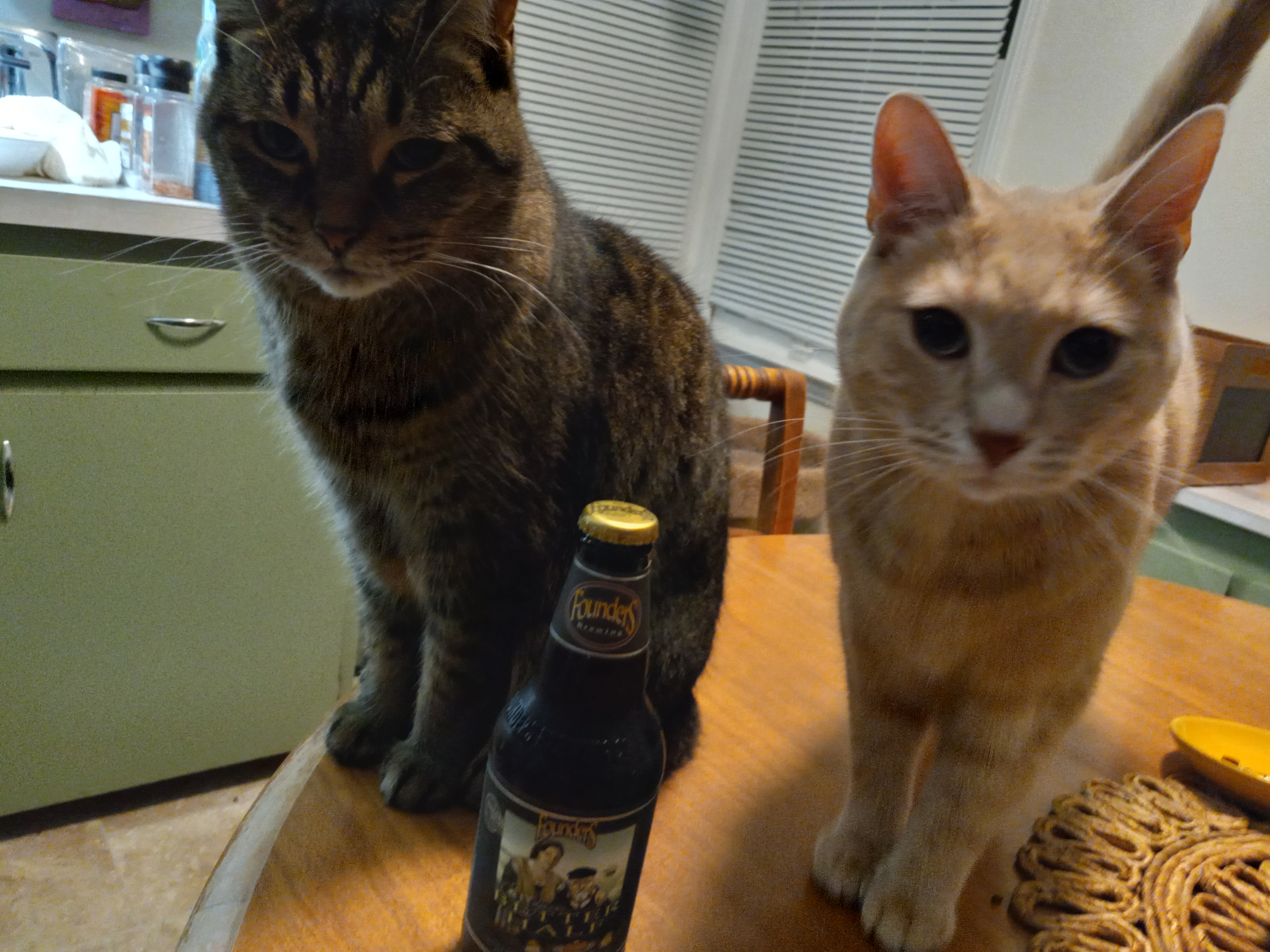 2catsbeer.jpg