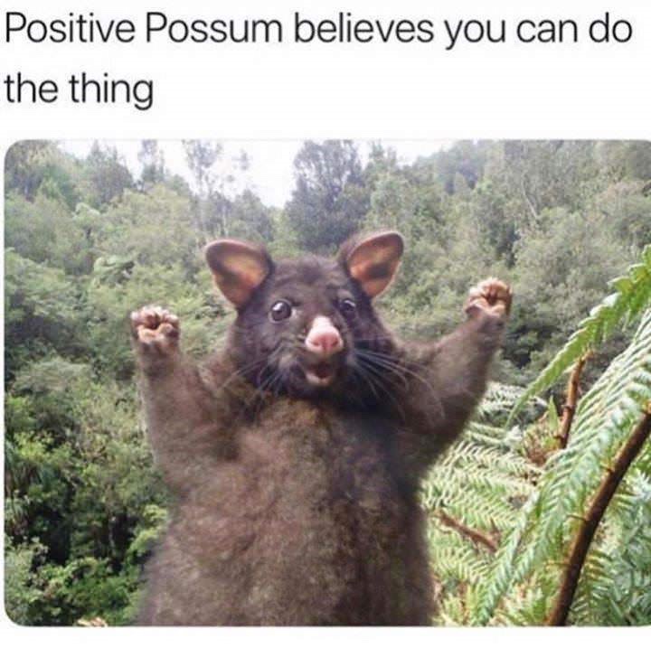 positive possum.jpg