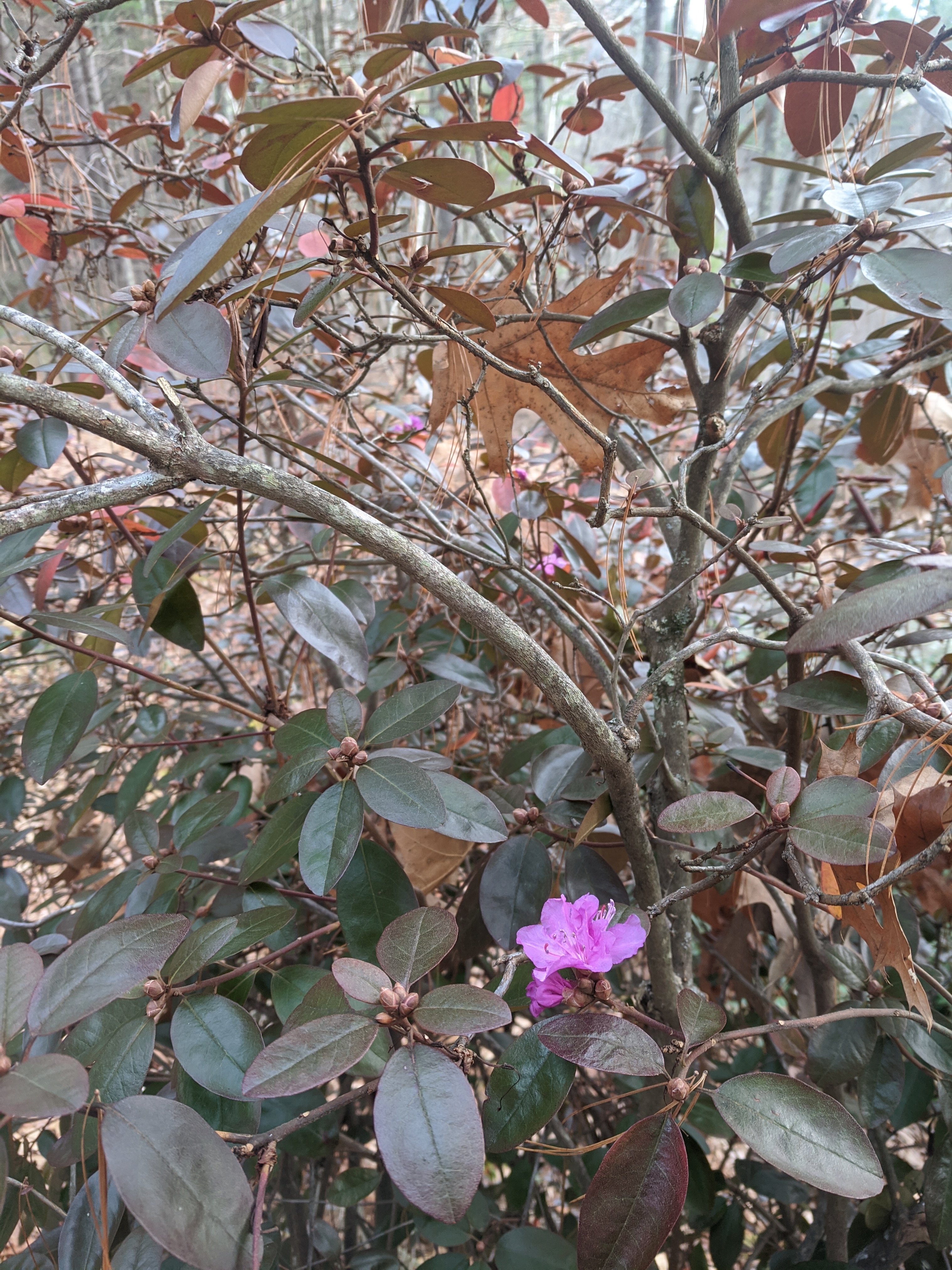 IMG_20211121_131839.jpg