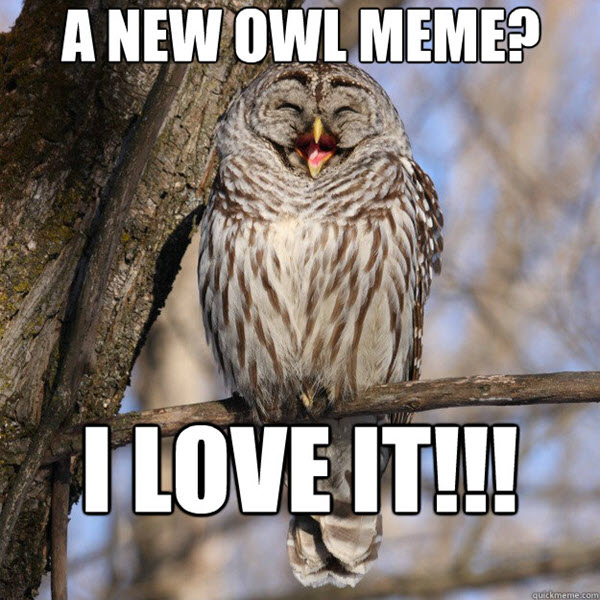 a-new-owl-meme-owl-memes.jpg