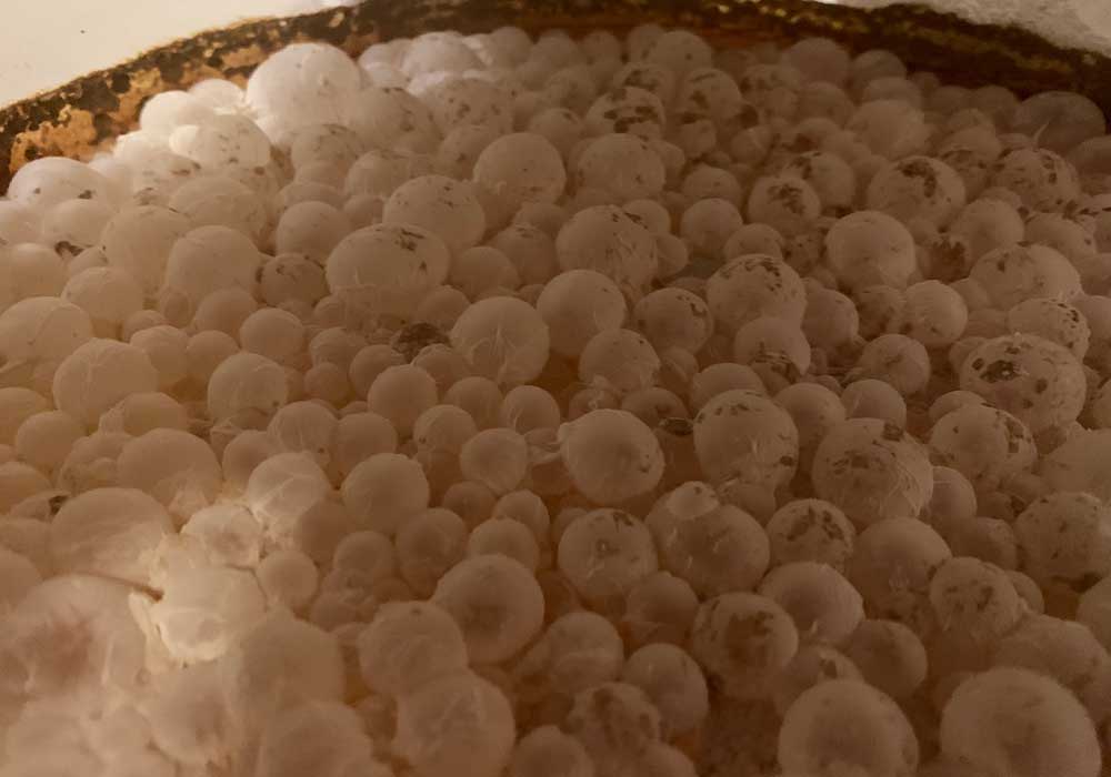 Pellicle-formation-on-beer.jpg