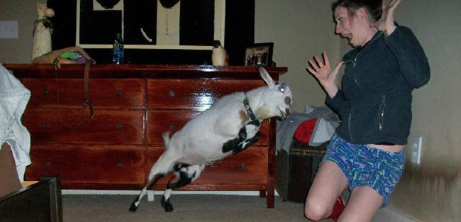 goat-attack.jpg