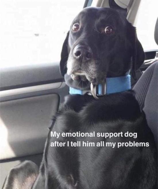 EmotionalSupportDog.jpg