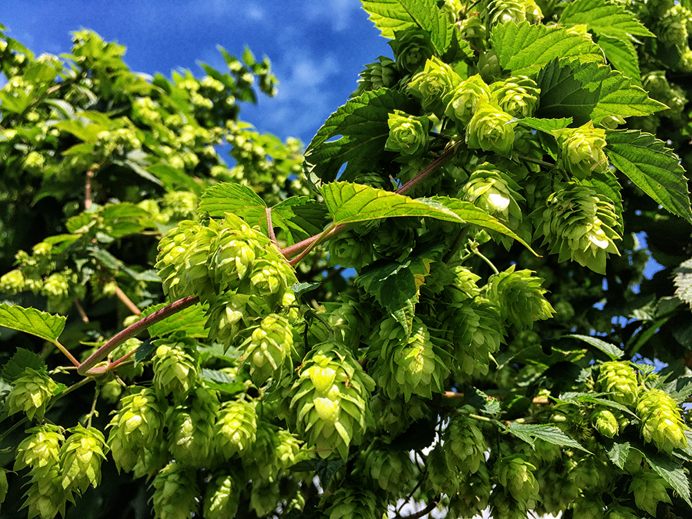 UZWC9594_Hops-1000.jpg