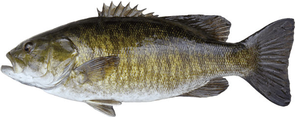 174-1745300_smallmouth-bass-smallmouth-bass-travel-manitoba-silver-perch.png