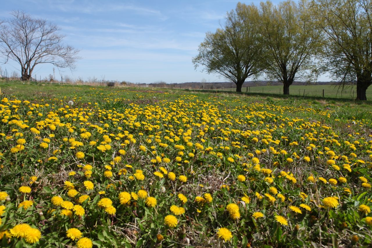 dandelions.jpg