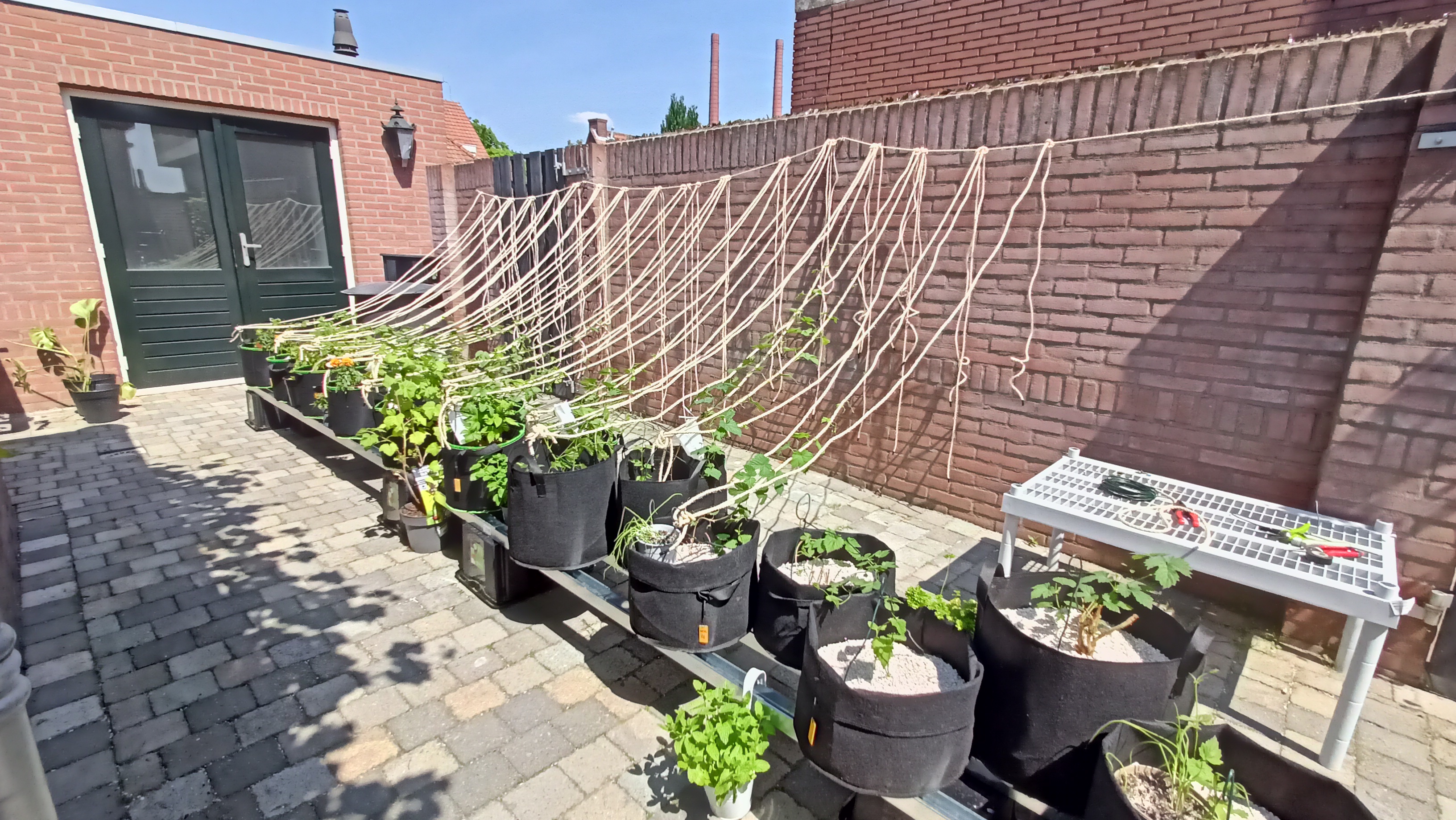 My hops.jpg My hops.jpg