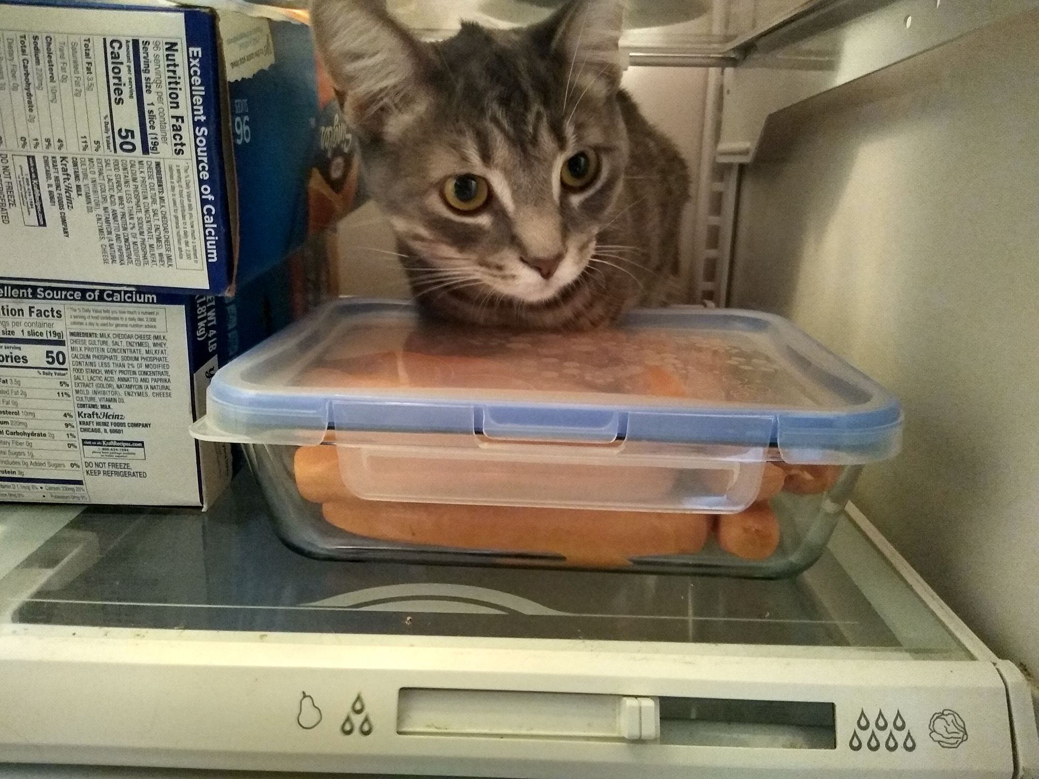 refrigerator moosey.jpg