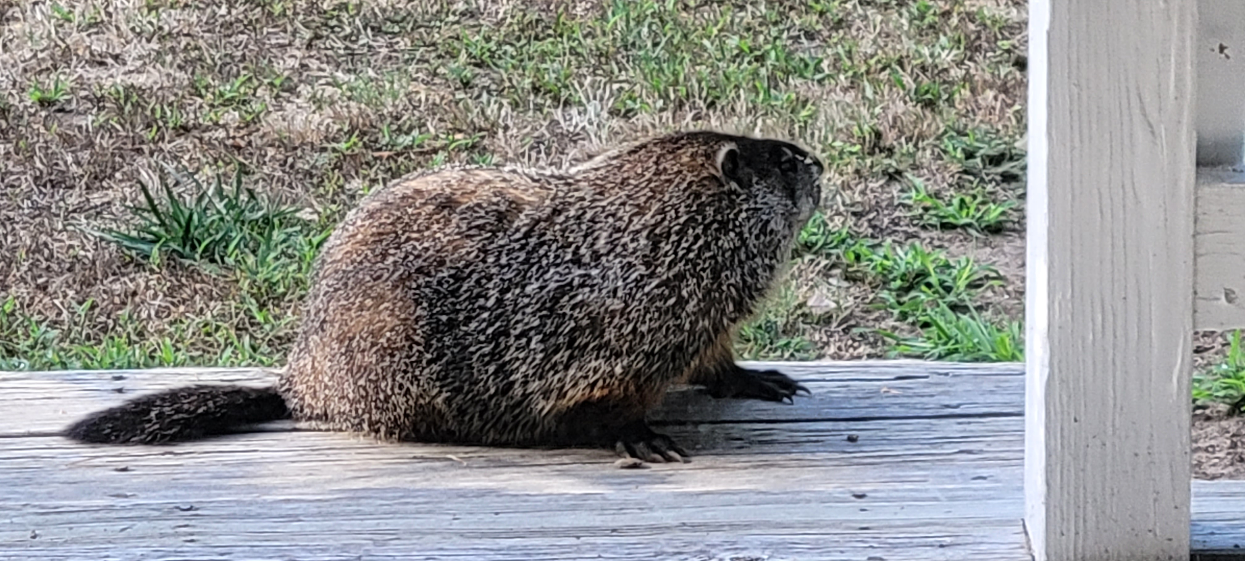 woodchuck.jpg