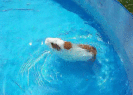 C6909178-696C-408E-93C3-BD0B125AC9DF.gif