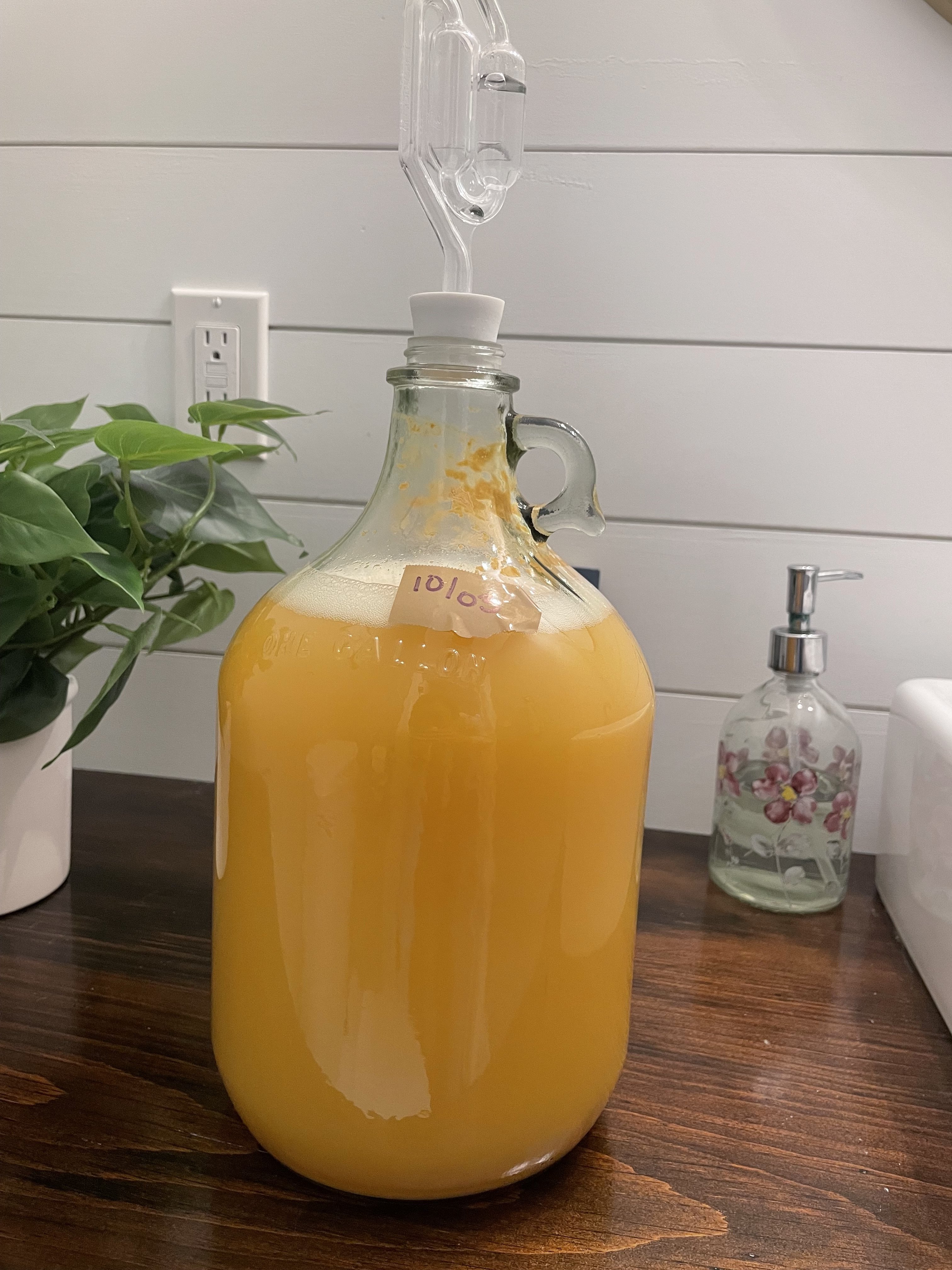 Cloudy, yellow cider....Is it contaminated? Homebrew Talk Beer