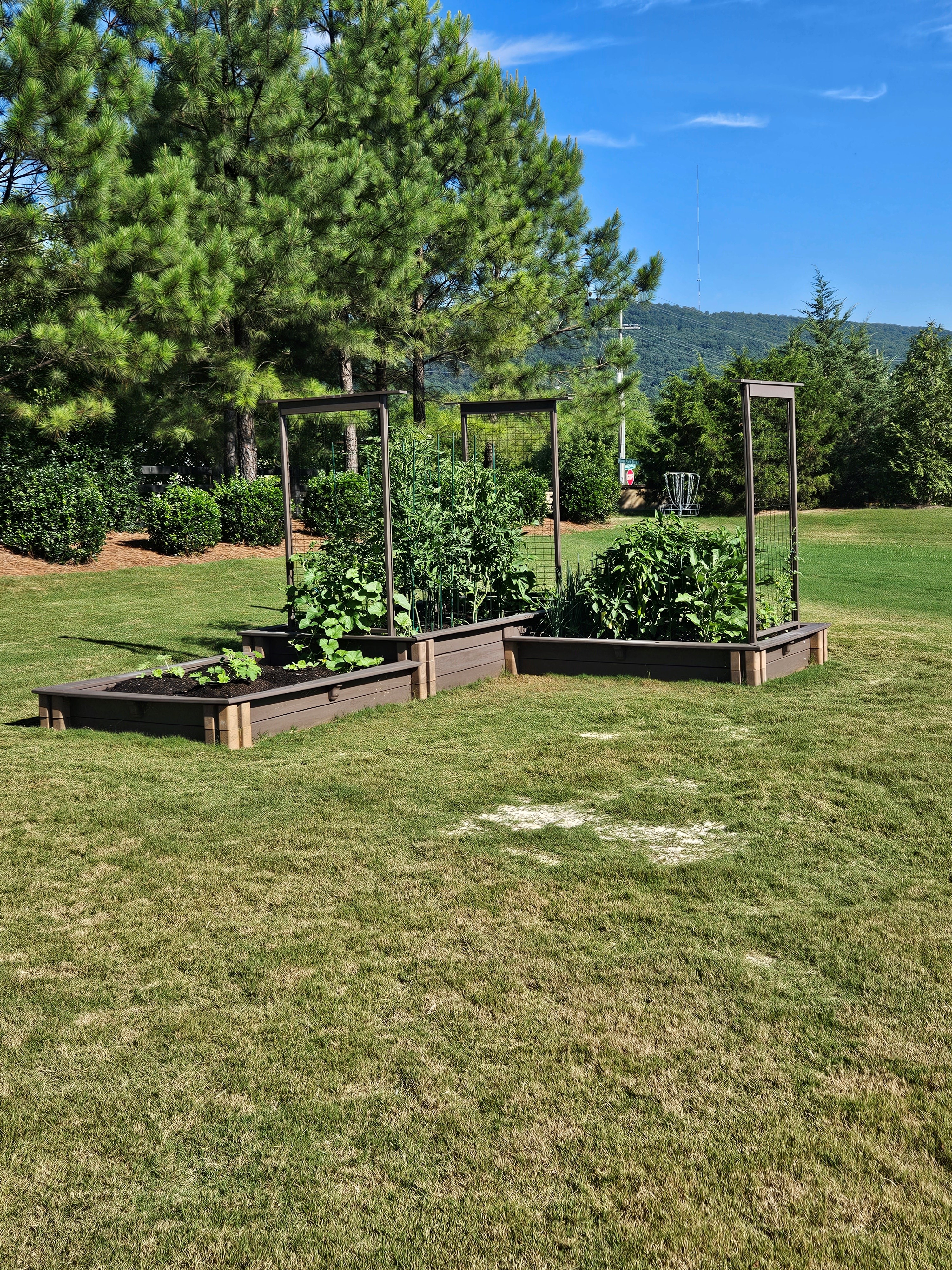 Garden 6-24-2024.jpg