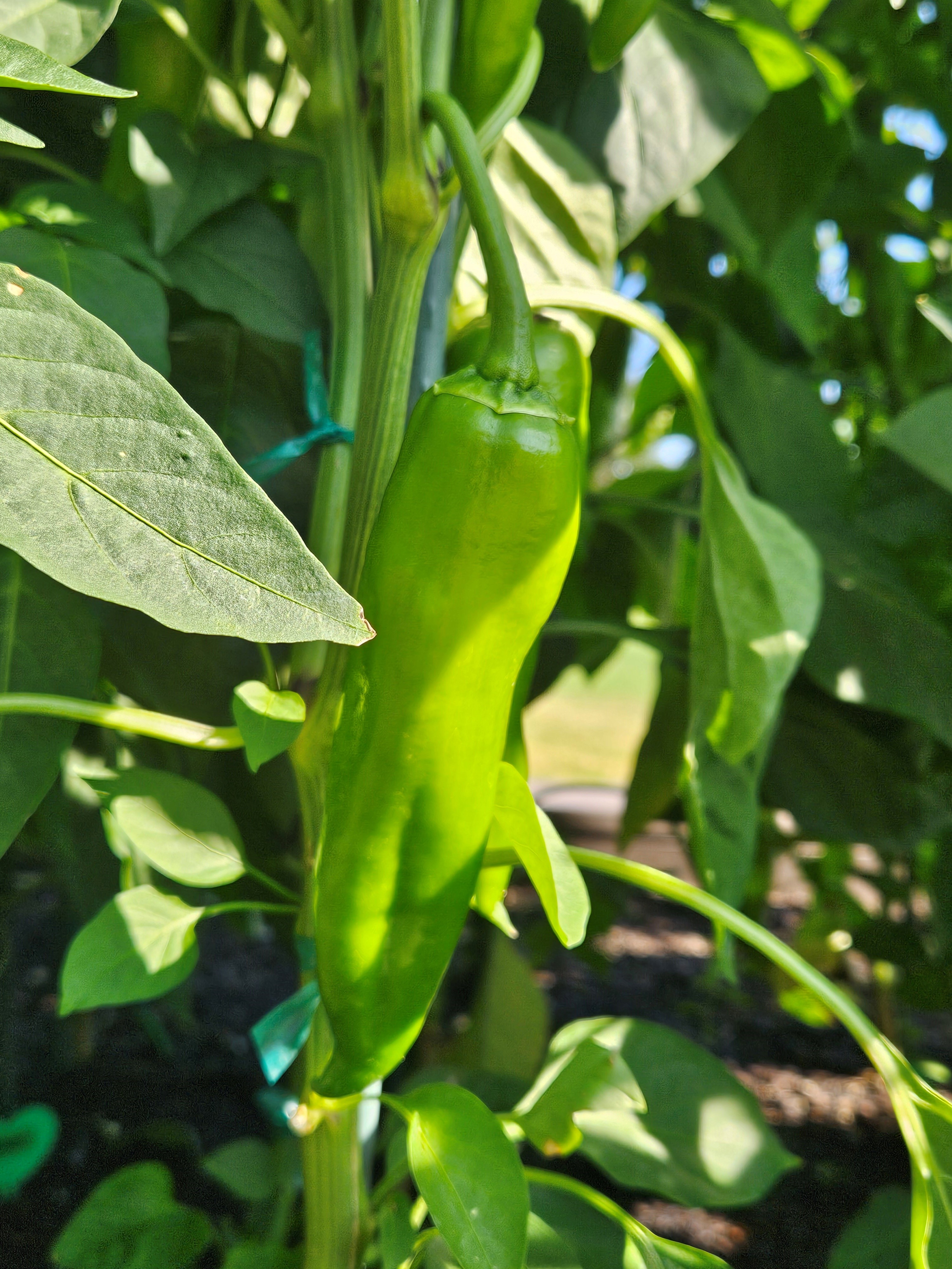 Mystery Pepper 6-24-2024.jpg