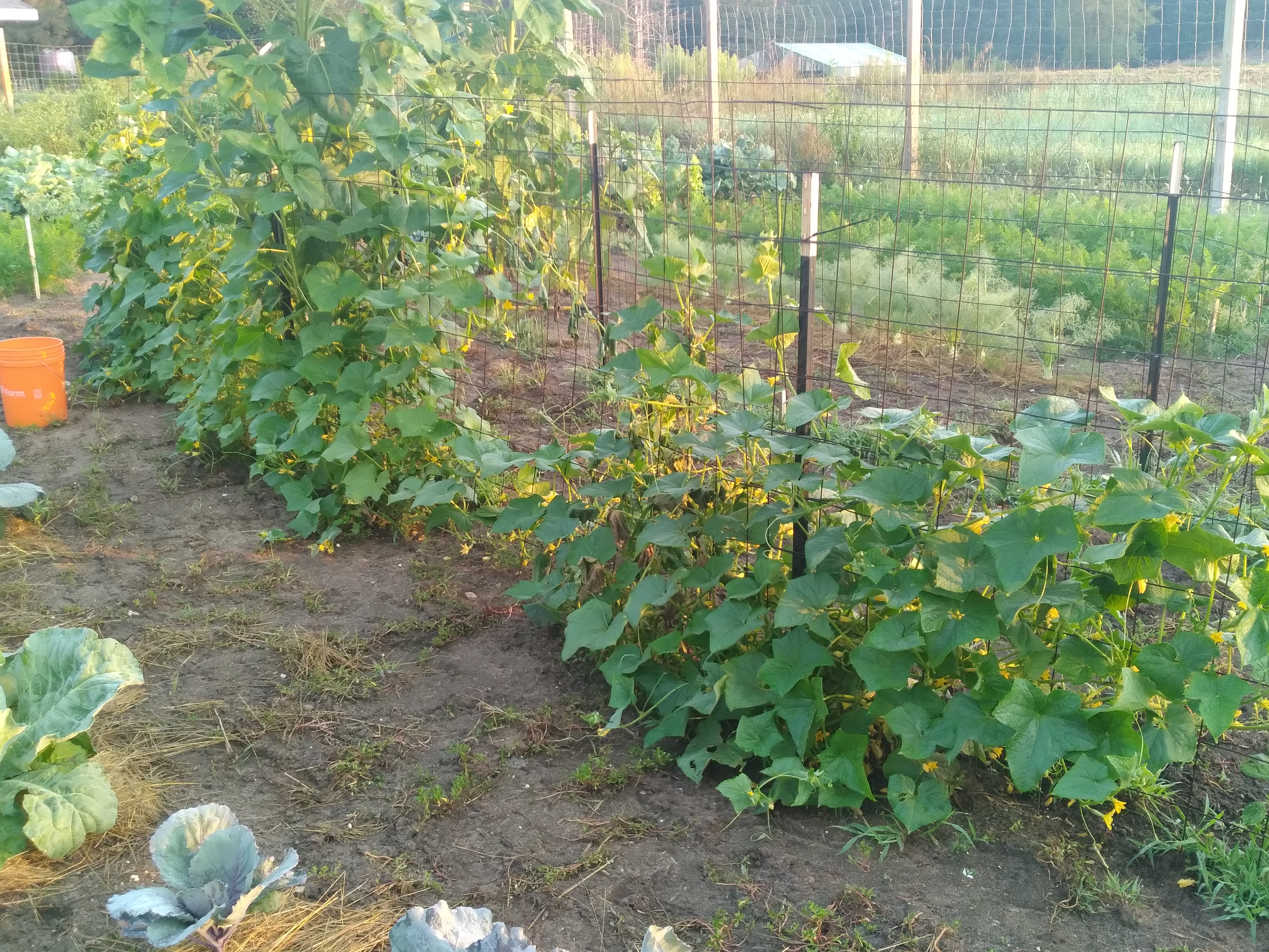 20240731_061850.jpg
