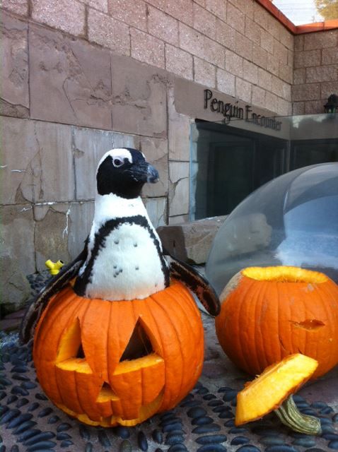 PengPump.jpg