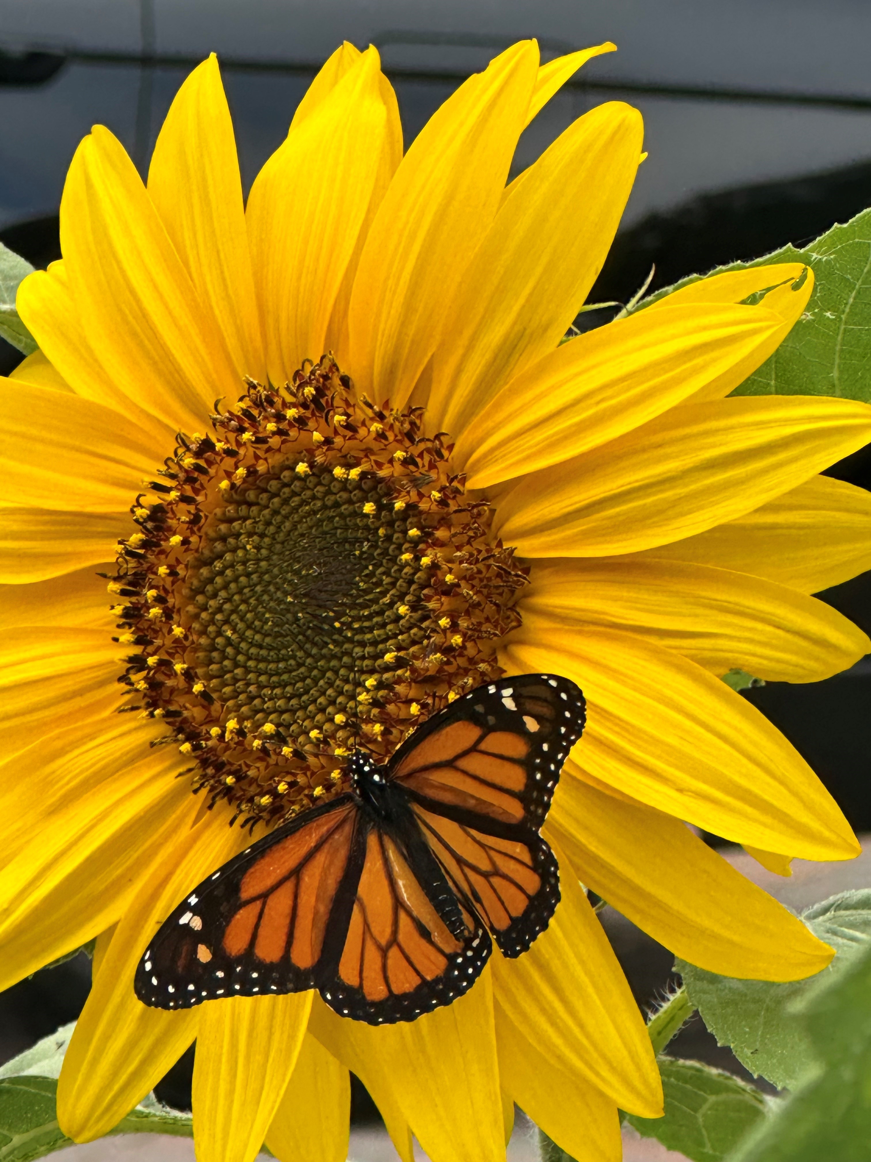 Monarch on Sunflower.jpg