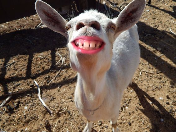 grinninggoat.jpeg