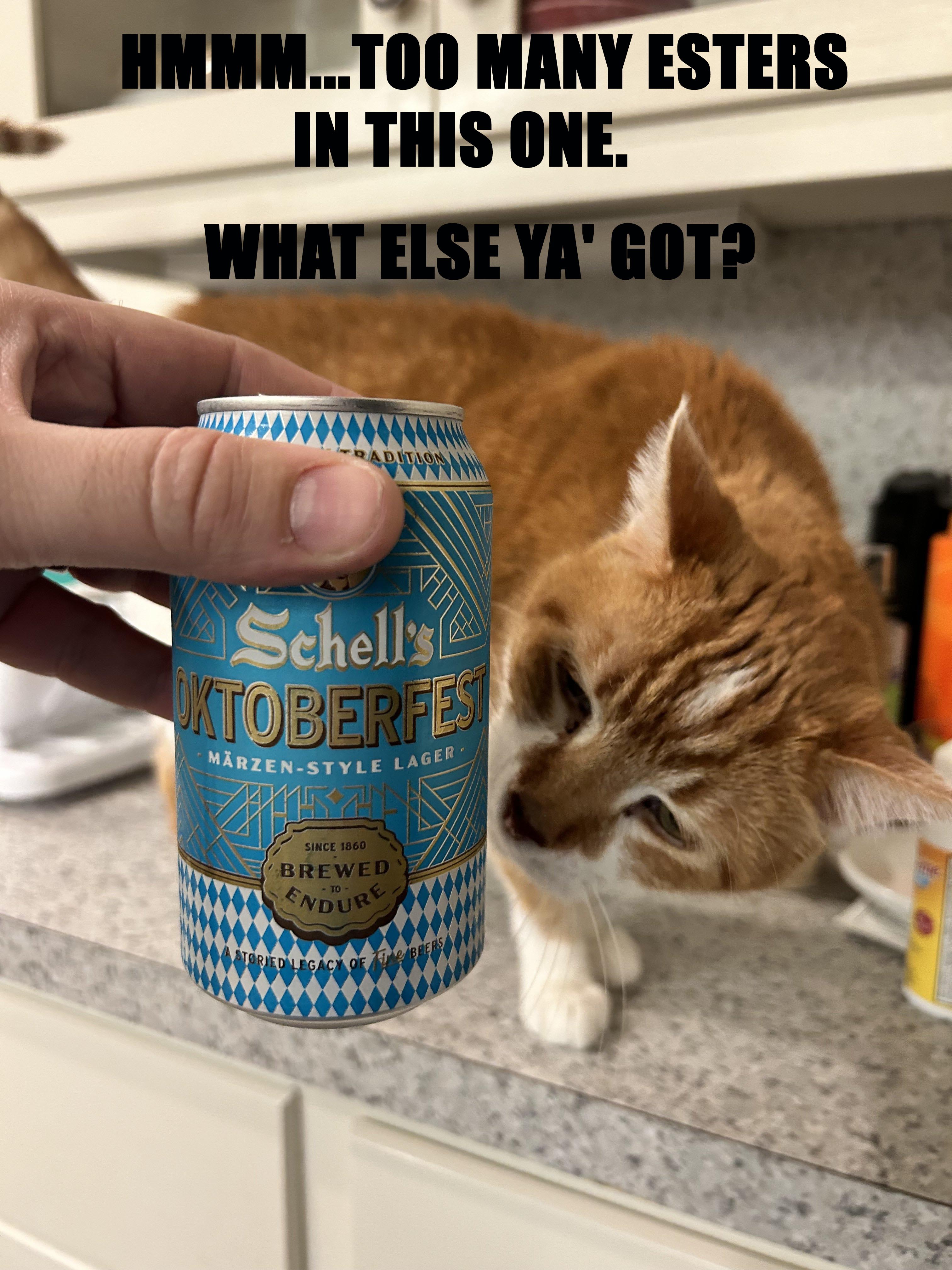 CatBeer.jpg