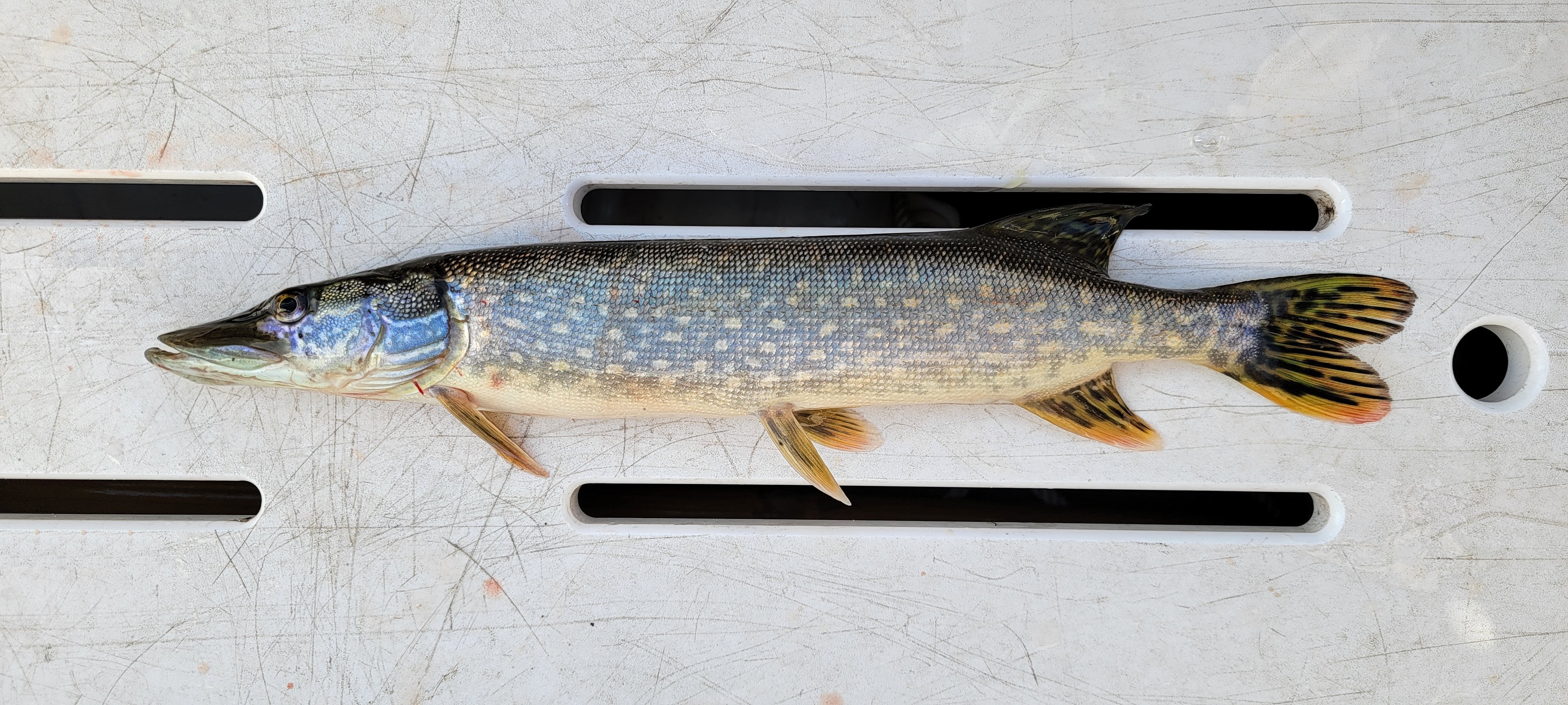 fishing_20oct2024_2.jpg