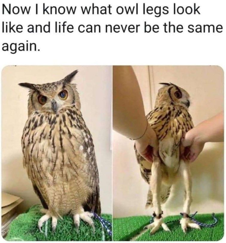 owllegs.jpeg